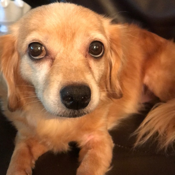 Dog - Picture 3 of 4